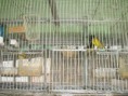 /album/parejas-de-carduelis-en-mi-aviario/a185712-1843735968244-1085953934-32235457-3039425-n-jpg/