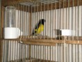 /album/parejas-de-carduelis-en-mi-aviario/a167871-1763976854316-1085953934-32094742-4831032-n-jpg/