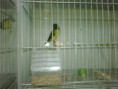 /album/carduelis-varios/img00533-20120913-2257-jpg/