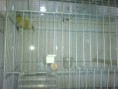/album/carduelis-varios/img00539-20120913-2258-jpg/