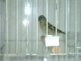 /album/carduelis-varios/img00551-20120913-2304-jpg/