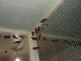 /album/carduelis-varios/a59032-4038419318064-1122820836-n-jpg/