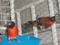 /album/carduelis-varios/a67735-4107839933536-287107228-n-jpg/