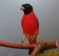 /album/carduelis-varios/a154607-226539154146710-906477531-n-jpg/