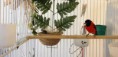/album/carduelis-varios/a189393-282302075213714-1009179738-n-jpg/