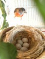 /album/carduelis-varios/a190260-285179911592597-1307025488-n-jpg/