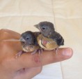 /album/carduelis-varios/a262023-294430997334155-1911865119-n-jpg/