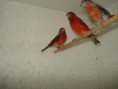 /album/carduelis-varios/a396733-381362228616907-1615880356-n-jpg/