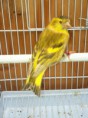 /album/carduelis-varios/a399642-3241242969415-1475007702-n-jpg/