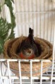 /album/carduelis-varios/a403466-289882444455677-1995232300-n-jpg/