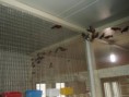 /album/carduelis-varios/a486186-4038419918079-1194095406-n-jpg/
