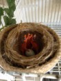 /album/carduelis-varios/a522764-289882294455692-950621697-n-jpg/