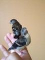 /album/carduelis-varios/a531005-295526773891244-945007516-n-jpg/