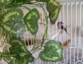 /album/carduelis-varios/a536535-207219649388624-1398301070-n-jpg/