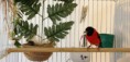 /album/carduelis-varios/a541129-282372685206653-1299542202-n-jpg/
