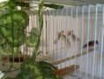 /album/carduelis-varios/a554071-208900145887241-670440019-n-jpg/
