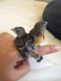 /album/carduelis-varios/a558860-294431107334144-511562320-n-jpg/