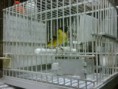 /album/carduelis-varios/a560398-3614755802633-914847030-n-jpg/