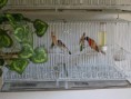 /album/carduelis-varios/a563257-208900195887236-1657184258-n-jpg/