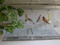 /album/carduelis-varios/a579244-208900229220566-654694967-n-jpg/